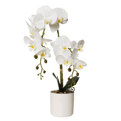 Potted Phalaenopsis 11 Pink Orchids in White Ceramic Pot